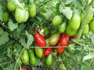 Семена томата сорта Засолочный деликатес - Среднерослые