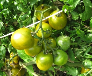 Семена сорта томата Зеленый виноград - Высокорослые коктейльные 