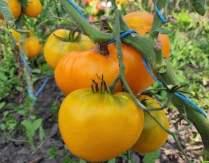 Семена томата сорта Золото Алтая - Гиганты желтые и оранжевые