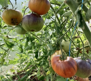 Семена томата сорта Золотое яблоко Софии (Sofia's Golden Apple) - Синие