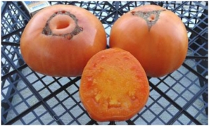 Семена томата сорта Nelson’s Golden Giant (Золотой гигант Нельсона) - Гиганты желтые и оранжевые