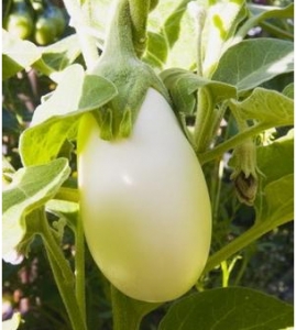 Семена баклажан сорта Изумрудный белый