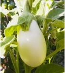 . Баклажан Изумрудный белый