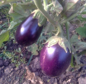 Семена баклажана сорта Испанский сладкий