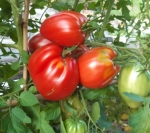 . Italian Stallion (Итальянский жеребец)