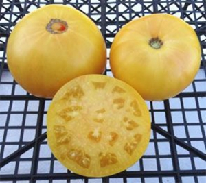 Семена томата сорта Kentucky Cabin (Кентукки Хижина) - Гиганты желтые и оранжевые