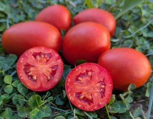 Семена томата сорта Кечкемети 549 (Kecskeméti 549) - низкорослые кустовые