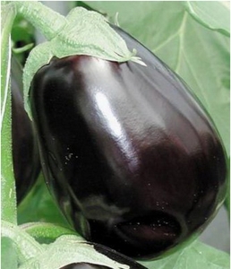 Семена баклажан сорта Клорида