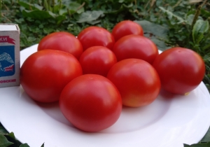 Семена сорта томата Ковбой - Низкорослые кустовые 
