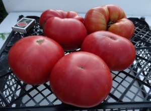 Семена томата сорта Колхозная королева розовая - Гиганты розовые