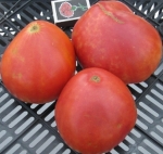 . West Virginia Sweet meat (Западно-Вирджинский сладкомясый)