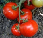 . Королева рынка