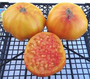 Семена сорта томата Red Belly (Красный живот) - Гиганты двуцветные