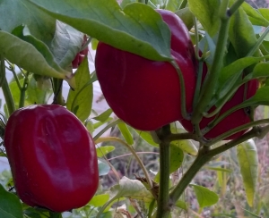 Семена перца сорта Красный Марс