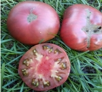 . Кубанский черный 