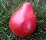 . Lithuanian Crested Pink (Литовский гребень розовый, Литовский хохлатый розовый)