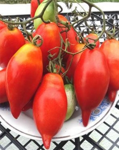 Семена томата сорта Легенда Тарасенко (Тарасенко «Надежда») - Длинноплодные