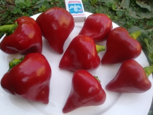 Семена Перца сорта Леся