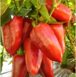 . Перец Лидия