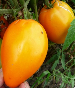 Семена сорта томата Лимон 2  - Высокорослые сливовидно-овальные