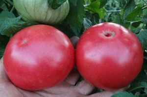 Семена томата сорта Липецкий розовый - Гиганты розовые