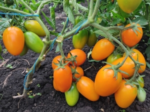 Семена томата сорта Лисичка - Длинноплодные томаты