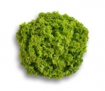 . Салат Лолло Бионда