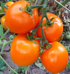 Семена сорта томата Лунное сияние - Высокорослые округлые и плоско-округлые 