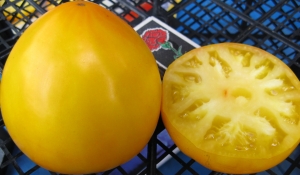 Семена сорта томата Лунный восторг - Гиганты сердцевидные