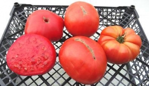 Семена томата сорта Lil's Favorite (Любимчик Лил) - Гиганты красные