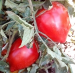 . Matt d'Imperio (Мэт Империо) 