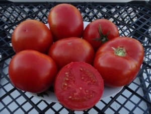 Семена томата сорта Майкл Модано - Высокорослые округлые и плоско-округлые