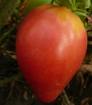 . Медвежье сердце