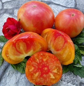 Семена томата сорта Медовое Авеню (Honey avenue) - Гиганты двуцветные