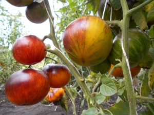 Семена томата сорта Alice's Dream (Мечта Алисы) - Синие