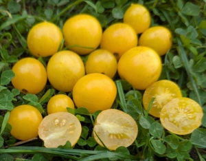 Сорт томата Микрогном Пухлый кролик (Chubby Bunny) - комнатные горшечные