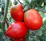 . Минусинские стаканы красные