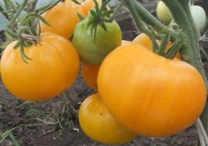 Семена томата сорта Минусинское воловье сердце желтое - Гиганты желтые и оранжевые