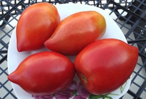 Семена томата сорта Matt d'Imperio (Мэт Империо) - Высокорослые сливовидно-овальные