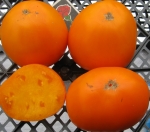 . Strawberry German Yellow (Земляника немецкая желтая)