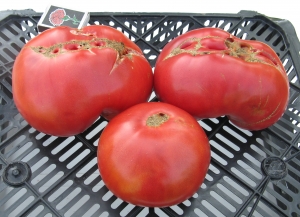 Семена сорта томата Обыкновенное чудо - розовые гиганты