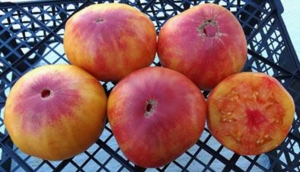 Семена томата сорта Orange Orangutan (Оранжевый Орангутанг) - Гиганты двуцветные