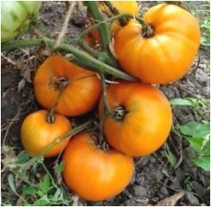 Семена томата сорта Оранжевый гигант Дмитриева - Гиганты желтые и оранжевые