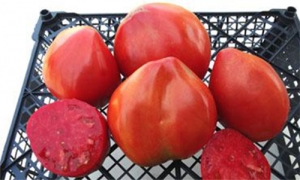 Семена сорта томата Marek’s Pointy Heart (Остроконечное сердце Марека) - Гиганты сердцевидные 