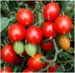 . Piennolo del Vesuvio (Пенолло дель везувио)