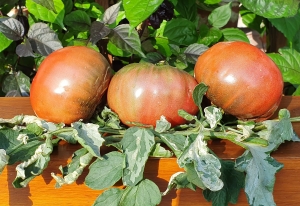 Семена томата сорта Faelan’s First Snow (Первый снег Фаэлана) - Высокорослые округлые и плоско-округлые