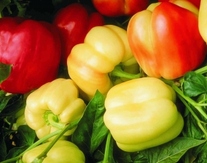 Семена перца сорта Blushing beauty (Румяная красавица)