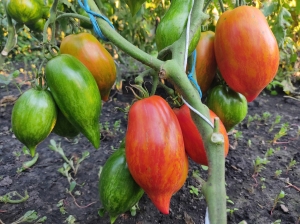 Семена томата сорта Перо Жар-птицы - Низкорослые кустовые