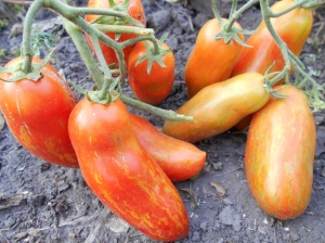 Семена сорта томата Перцевидный полосатый - Длинноплодные