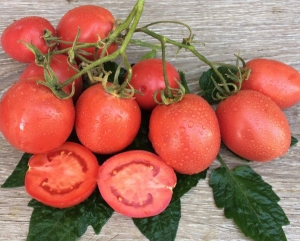 Семена томата сорта Pink Fresh (Пинк фреш) - низкорослые кустовые